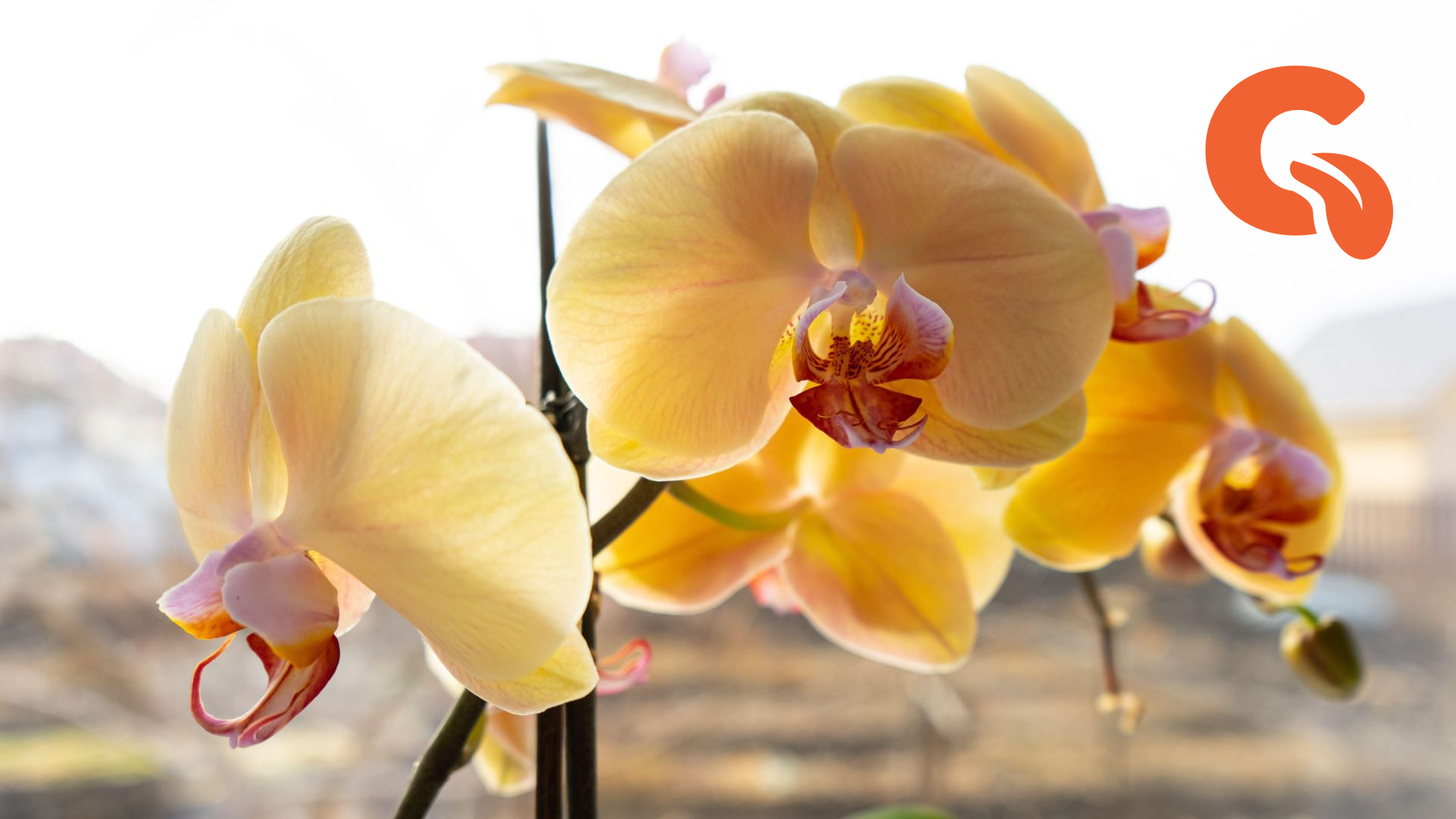 Орхидея в непрозрачном горшке можно ли. Фаленопсис интрига желтая. Орхидея с запахом. Как пахнет Орхидея. У орхидеи закручиваются цветочки.